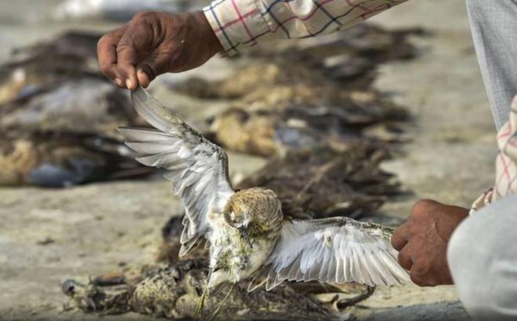 Thousands of birds found dead near lake in India, birds die mysteriously in India video, birds die mysteriously in India pictures