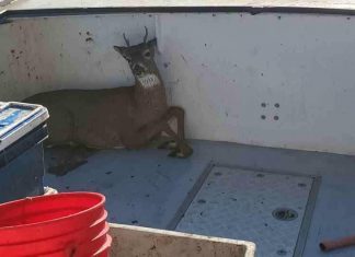 Lobster boat catches deer five miles from shore. Deer picked up, given a few bucks and dropped off on land, lobsterman catch deer five miles away from shore in maine, maine deer lobster boat
