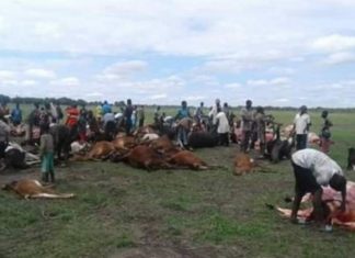 lightning kills 49 cattle zambia, 49 cattle have been killed by lightning strike in Zambia