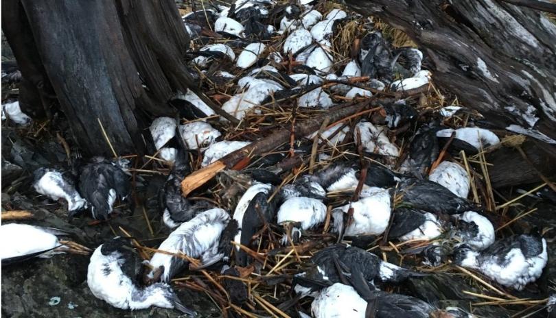 alaska seabird mass die-off fukushima