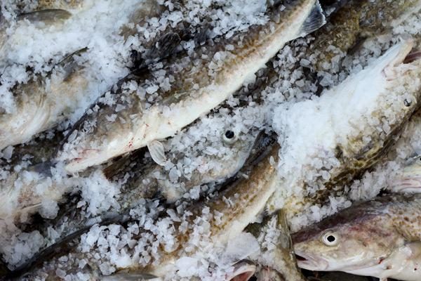 Extremely low cod numbers lead feds to close the Gulf of Alaska fishery for the first time