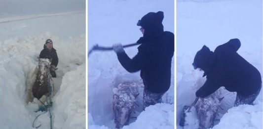 Icelandic farmer digs out horses buried under deep snow, Icelandic farmer digs out horses buried under deep snow video, Icelandic farmer digs out horses buried under deep snow pictures, Icelandic farmer digs out horses buried under deep snow december 2019 cyclone
