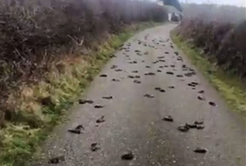 Hundreds of birds have been found dead in the road in Anglesey, Hundreds of birds have been found dead in the road in Anglesey video, Hundreds of birds have been found dead in the road in Anglesey wales