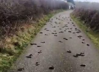 Hundreds of birds have been found dead in the road in Anglesey, Hundreds of birds have been found dead in the road in Anglesey video, Hundreds of birds have been found dead in the road in Anglesey wales