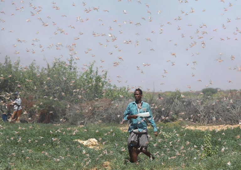 Biblical locust plague is worst invasion in 25 years for Somalia video ...