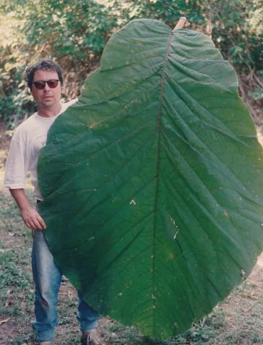 tree human-sized leaves amazon,Leaves of Coccoloba gigantifolia can reach 2.5 meters (8 feet) in length 