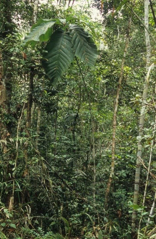 tree human-sized leaves amazon,Leaves of Coccoloba gigantifolia can reach 2.5 meters (8 feet) in length