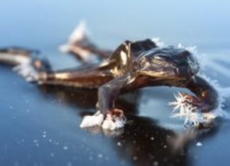 North America’s wood frogs survive frigid winter weather by undergoing a freezing and thawing cycle, wood frog freezin and thawing cycle