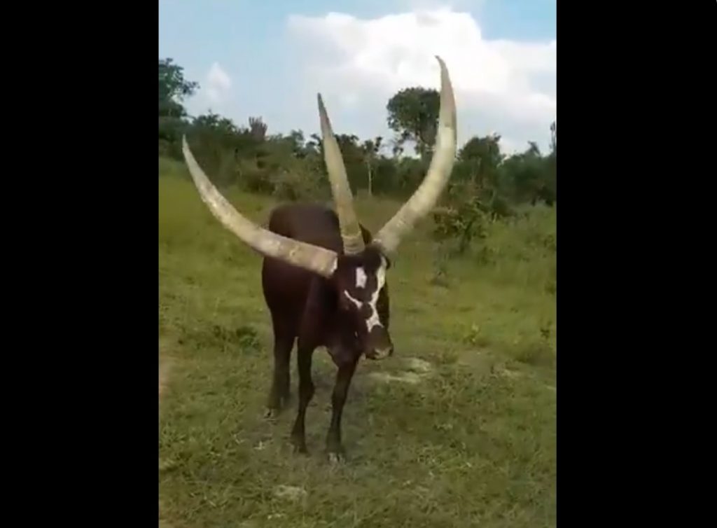 A cow with three massive horns on its head filmed in Uganda, A cow with three massive horns on its head filmed in Uganda video,3 horn cow, 3 horn cow video, 3 horn cow pictures 