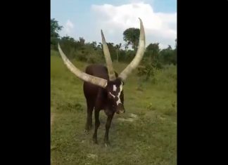 A cow with three massive horns on its head filmed in Uganda, A cow with three massive horns on its head filmed in Uganda video,3 horn cow, 3 horn cow video, 3 horn cow pictures