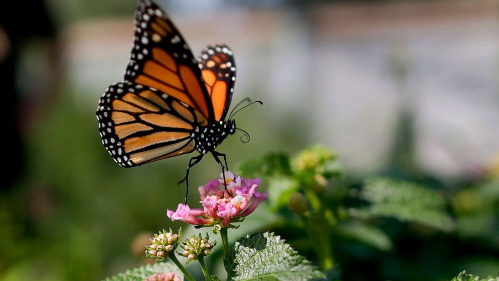 Monarch butterflies in California at critically low level for 2nd year in a row