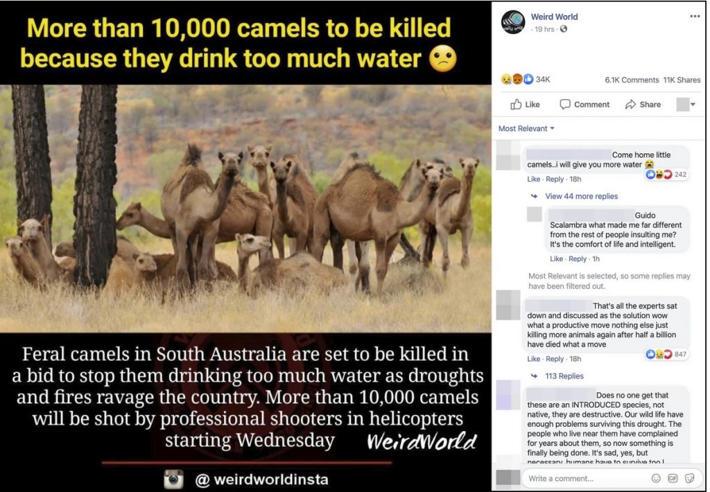 camel cull australia, camel cull australia january 2020, camel cull australia 2020 video