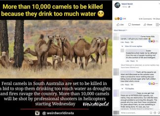 camel cull australia, camel cull australia january 2020, camel cull australia 2020 video