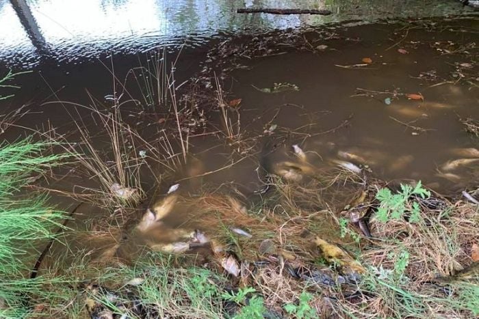 Thousands of fish may have been killed after rain washed bushfire ash into the Macleay River australia, Thousands of fish may have been killed after rain washed bushfire ash into the Macleay River nsw, Thousands of fish may have been killed after rain washed bushfire ash into the Macleay River video