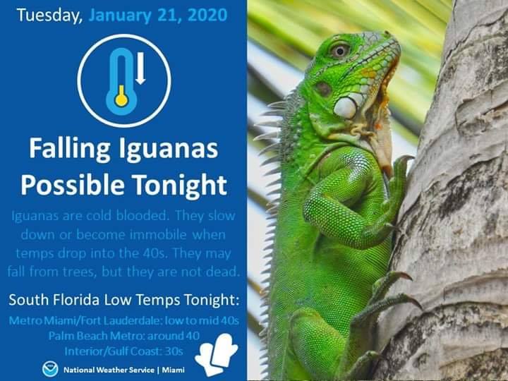 It's so cold in Florida right now that iguanas are falling out of trees, florida falling iguanas warning, iguanas are falling from trees in florida, cold weather iguana falling from trees in florida