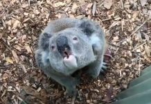 koala sound video, unexpected koala sound video