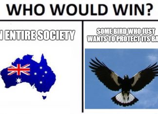 Australian magpie imitates fire sirens in video, magpie imitates fire sirens video, video magpie imitates fire sirens