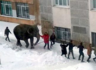 Two elephants escape from circus in Russia to play in the snow in video
