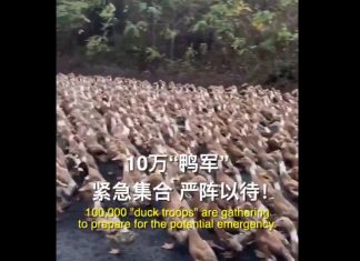 As 400 billion locusts approach China from the India-Pakistan border, 100,000 "duck troops" are gathering to prepare for the potential emergency.