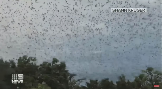 Ingham bat invasion plague, biblical plague of bats australia, A veritable "bat tornado" has enveloped Ingham, North Queensland, over the past several weeks as upwards of 300,000 of the winged creatures have settled on the town