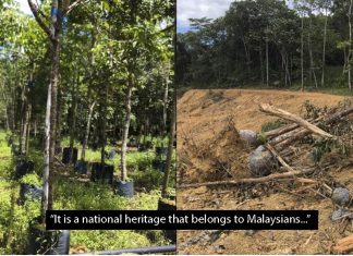 A man spent 20 years planting the largest rainforest nursery in Malaysia and today it is getting bulldozed, A man spent 20 years planting the largest rainforest nursery in Malaysia and today it is getting bulldozed pictures, A man spent 20 years planting the largest rainforest nursery in Malaysia and today it is getting bulldozed videos