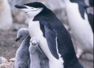 antarctica Chinstrap penguin die-off, Chinstrap penguin population plunges 77% in past 50 years, antarctica chinstrap penguin