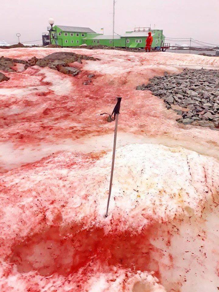 antarctica blood red snow, antarctica blood red snow february 2020, antarctica blood red snow pictures, red snow Ukrainian Antarctic Station