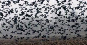 flocks of crows omen
