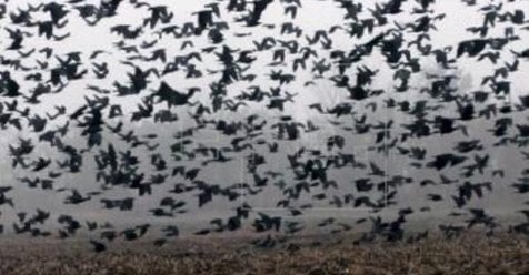 Huge flocks of crows and giant mosquitoes invade coronavirus infected regions of China, Huge flocks of crows and giant mosquitoes invade coronavirus infected regions of China video, Huge flocks of crows and giant mosquitoes invade coronavirus infected regions of China pictures, crows invade china coronavirus region mosquitoes