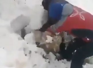 Sheep buried in snow in Iran, Sheep buried in snow in Iran video, Sheep buried in snow in Iran pictures, Sheep buried in snow in Iran february 2020