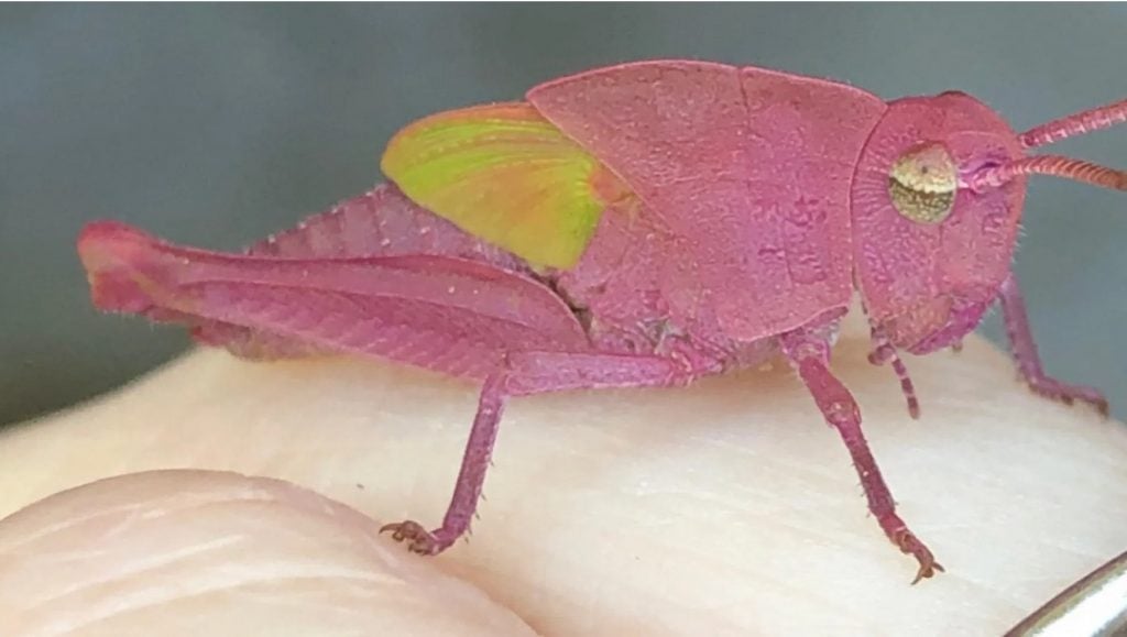 pink grasshopper, pink grasshopper picture, rare pink grasshopper, rare pink grasshopper texas
