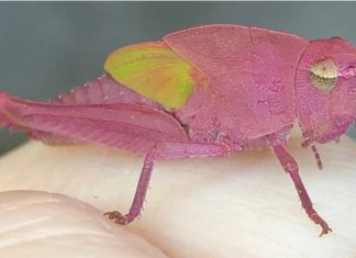 pink grasshopper, pink grasshopper picture, rare pink grasshopper, rare pink grasshopper texas