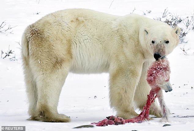 polar bear cannibalism, polar bear cannibalism increasing, polar bear cannibalism increasing arctic