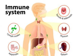 best foods to boost your immune system