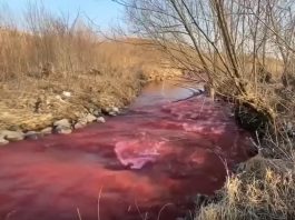 canada blood red river toronto march 2020 video, blood red river toronto, ink spill colors toronto river blood red, blood red river canada