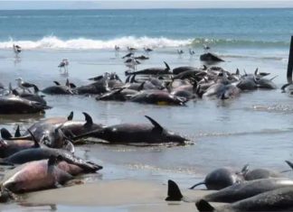 86 dead dolphins discovered dead on a beach in Namibia in March 2020, 86 dead dolphins discovered dead on a beach in Namibia in March 2020 picture, 86 dead dolphins discovered dead on a beach in Namibia in March 2020 video