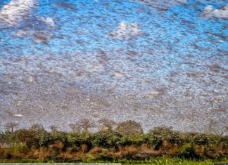 Biblical swarms of billions of locusts invade East Africa, Iran, Pakistan and Middle East in 2020