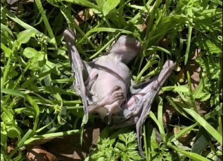 israel dead bats, dead bats israel, Dead bats falling from the sky in several cities across Israel, dead bats israel prophecy march 2020