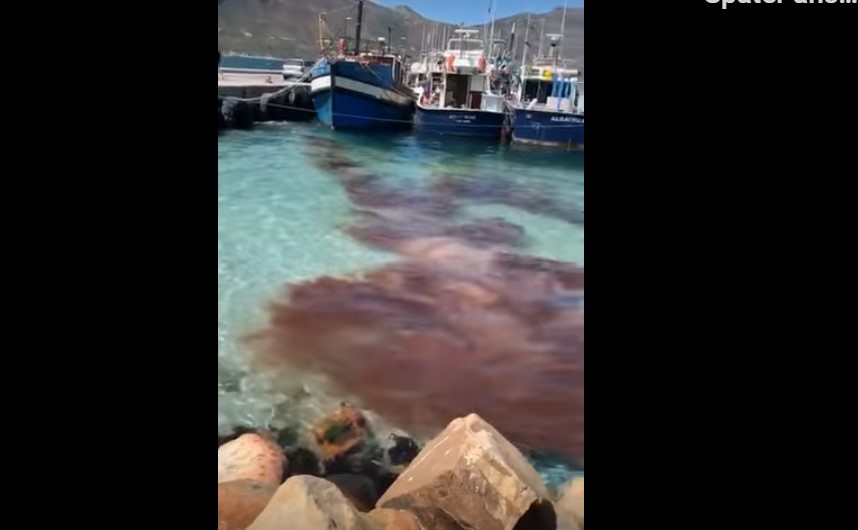 south africa blood red water cape town video, march 2020,Cape Fur Seal Attacks Dwarf Sperm Whale in Hout Bay Harbour, Cape Town, South Africa