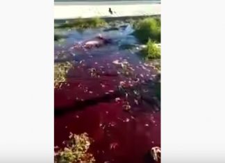 Turkey water turns blood red after M6.8 earthquake in January 2020, Turkey water turns blood red after M6.8 earthquake in January 2020 video, turkey red water video, turkey blood red water 2020 video