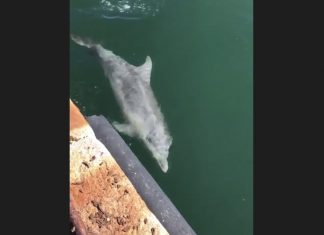 A dolphin spotted in Venice during the pandemic, A dolphin spotted in Venice during the pandemic video, A dolphin spotted in Venice during the pandemic pictures, A dolphin spotted in Venice during the pandemic march 2020