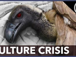 More than 650 vultures found dead in Guinea-Bissau, 1000 dead birds in Missouri and 50 birds in India,vulture crisis, vulture crisis africa, vulture crisis africa video