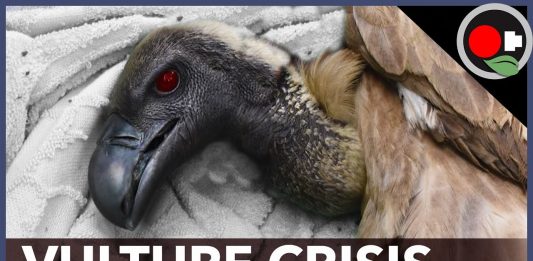 More than 650 vultures found dead in Guinea-Bissau, 1000 dead birds in Missouri and 50 birds in India,vulture crisis, vulture crisis africa, vulture crisis africa video