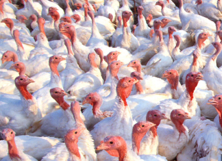 More than 32000 turkeys have been killed after an aggressive bird flu (H7N3) outbreak in South Carolina, More than 32000 turkeys have been killed after an aggressive bird flu (H7N3) outbreak in South Carolina video, More than 32000 turkeys have been killed after an aggressive bird flu (H7N3) outbreak in South Carolina pictures, More than 32000 turkeys have been killed after an aggressive bird flu (H7N3) outbreak in South Carolina news, More than 30,000 turkeys euthanized after deadly bird flu found in South Carolina flock