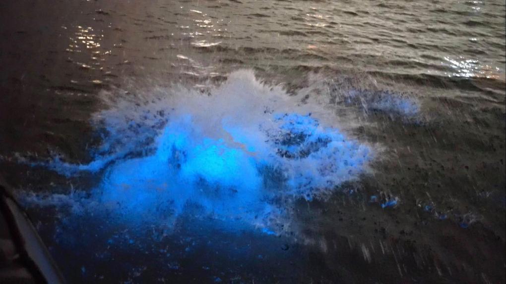 bioluminescent water Newport Harbor, bioluminescent water Newport Harbor video, bioluminescent water Newport Harbor picture