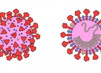 coronavirus, coronavirus evolution, coronavirus from bats to human