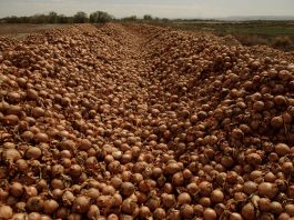 Tons of onions ready to be destroyed on a U.S. farm due to the lockdown, food waste pandemic, food waste pandemic video, food waste pandemic farmers destroy milk, fresh vegetables, millions of eggs