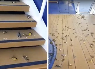 Hundreds of birds dropped from the sky on the open decks of a cruise ship, Hundreds of birds dropped from the sky on the open decks of a cruise ship video, Hundreds of birds dropped from the sky on the open decks of a cruise ship pictures, hundreds of birds cruise ship open deck