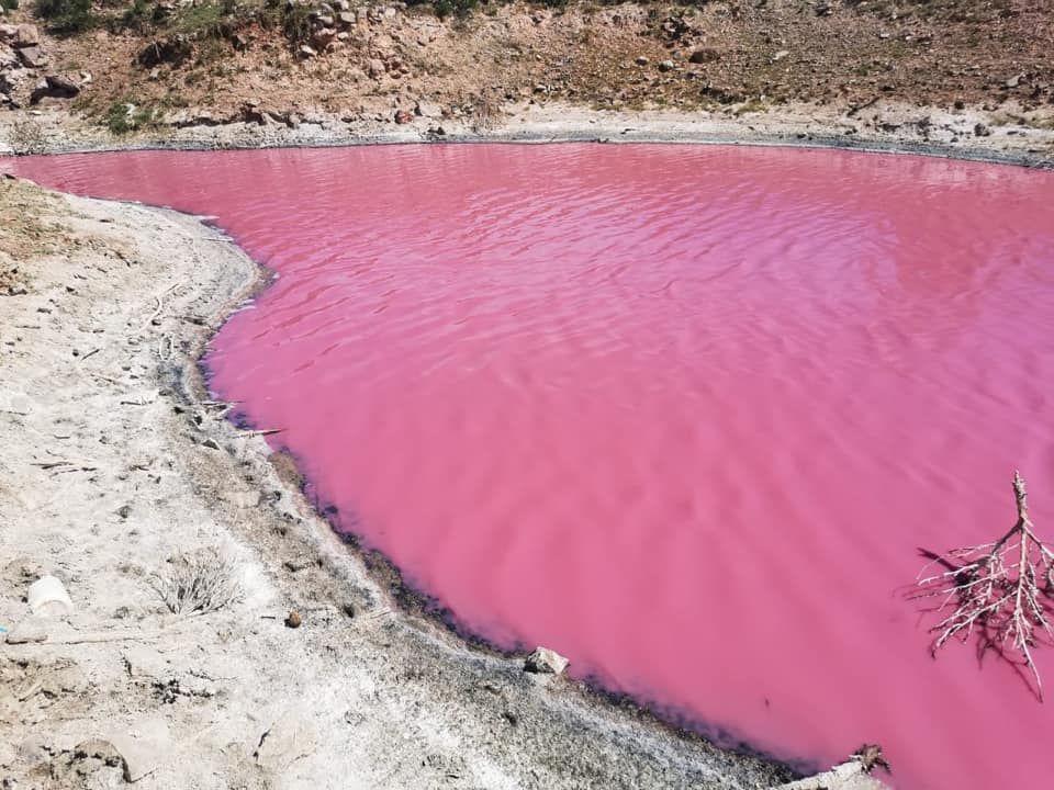 pink lagoon mexico, pink lagoon mexico april 2020, Se pinto de rosa la laguna de Chichimequillas, Se pinto de rosa la laguna de Chichimequillas foto, Se pinto de rosa la laguna de Chichimequillas video