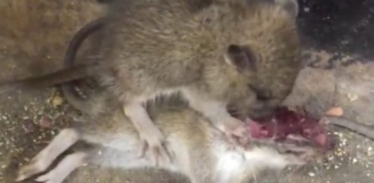 rats cannibalism infanticide america lockdown